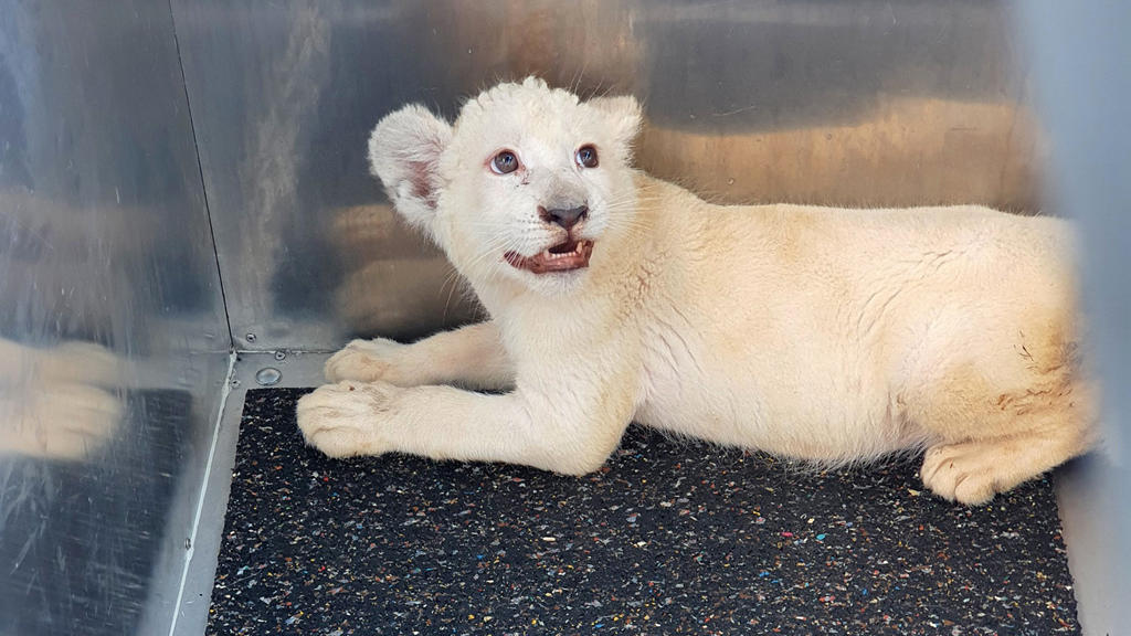 Ein weißes Löwenbaby wurde nach einem Unfall auf der A5 in einem Auto gefunden.