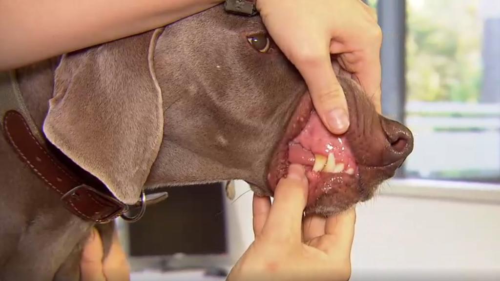 Rosa Zahnfleisch: Anzeichen für einen gesunden Hund