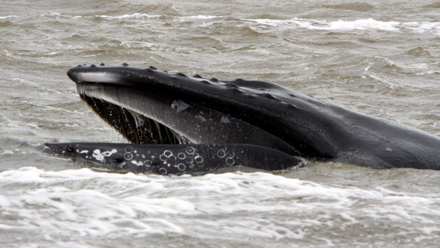 ARCHIV - Ein Buckelwal vor der niederländischen Küste bei Den Helder (Archivfoto/Illustration vom 12.05.2007).  Keine andere Walart singt so ausdauernd und vielfältig wie die Buckelwale. Der Walgesang ist eine herausragende Eigenschaft dieser Großwal
