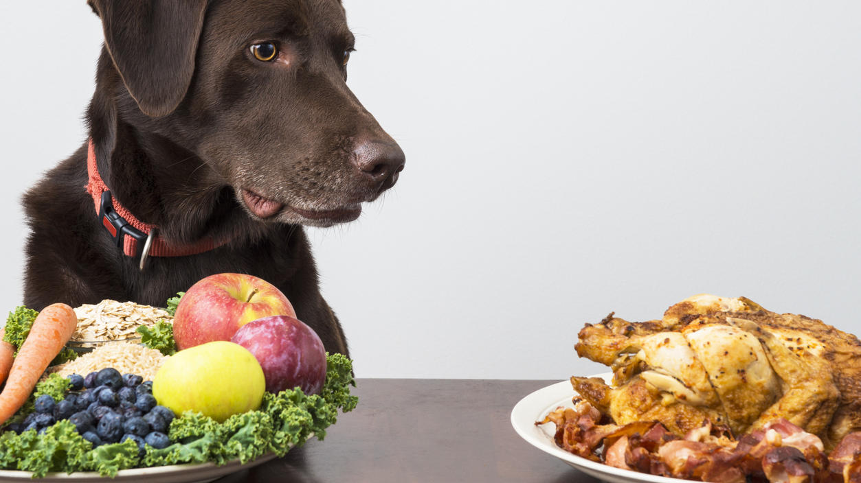 Wer zum Vegetarier oder Veganer wird, möchte oft, dass das Haustier die Ernährungsweise übernimmt. Doch ist das überhaupt gesund für Hunde?