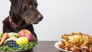 Hund vegetarisch ernähren oder nicht?