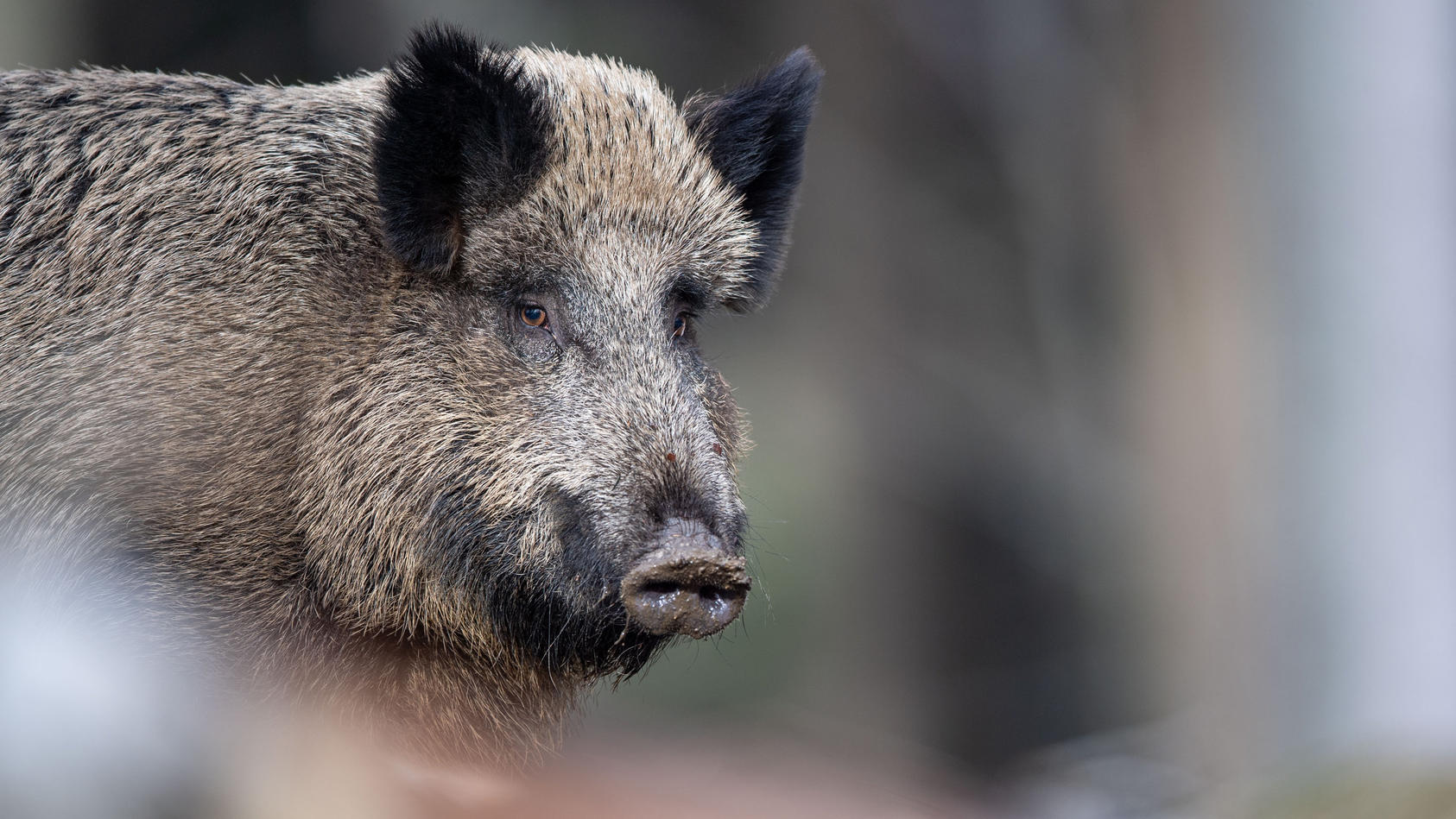 Afrikanische Schweinepest in Deutschland angekommen