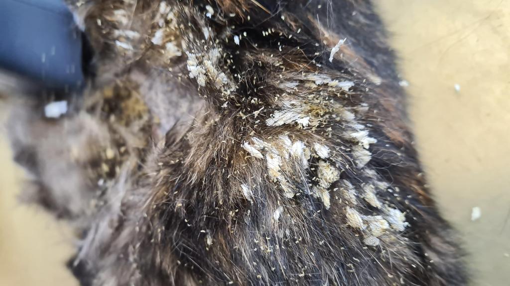 Das Fell der Katze war über und über mit Maden übersäht.