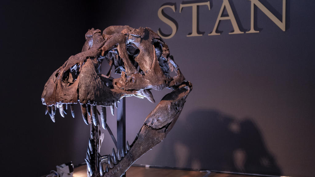 15.09.2020, USA, New York: Der Schädel von Stan, eines der größten und vollständigsten Fossilien des Tyrannosaurus Rex, das entdeckt wurde, ist im Auktionshaus Christie's zu sehen. Das Skelett eines Tyrannosaurus Rex soll in New York für bis zu 8 Mil
