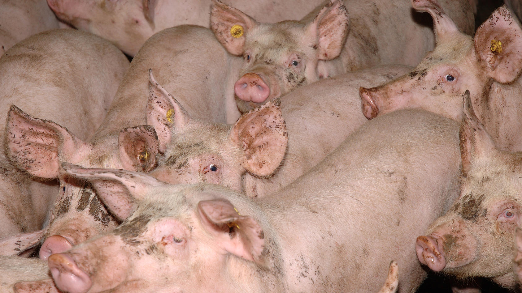 Gedrängt stehen die Tiere in einer Schweinemast (Symbolbild).