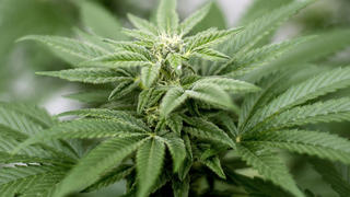 ARCHIV - Eine Cannabis-Pflanze steht am 10.02.2017 in einem Hinterhof in Orange County, Kalifornien (USA). (zu dpa "Suchtexperten und Strafrechtler fordern Enquete-Kommission Cannabis" vom 28.10.2017) Foto: Matt Masin/Orange County Register via ZUMA/dpa +++(c) dpa - Bildfunk+++