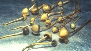 Hallucinogenic magic mushrooms on a table. UK 2002 |