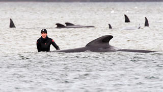 22.09.2020, Australien, Macquarie: Eine Frau steht neben einem getrandeten Grindwal, bei dem Versuch dem Tier zu helfen, im Hafen von Macquarie im Wasser.  25 der rund 270 an der australischen Insel Tasmanien gestrandeten Grindwale sind Behörden zufolge bisher gerettet worden. Sie seien von Sandbänken oder aus seichtem Wasser befreit worden und befänden sich nun wieder im Meer, teilten Mitarbeiter des Meeresschutzprogrammes der tasmanischen Regierung mit. Foto: Brodie Weeding/THE ADVOCATE/AP/dpa +++ dpa-Bildfunk +++