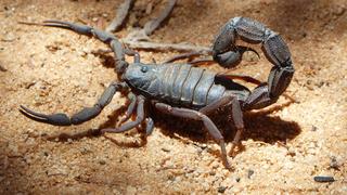 Skorpion auf Sandboden, Scorpiones | Verwendung weltweit