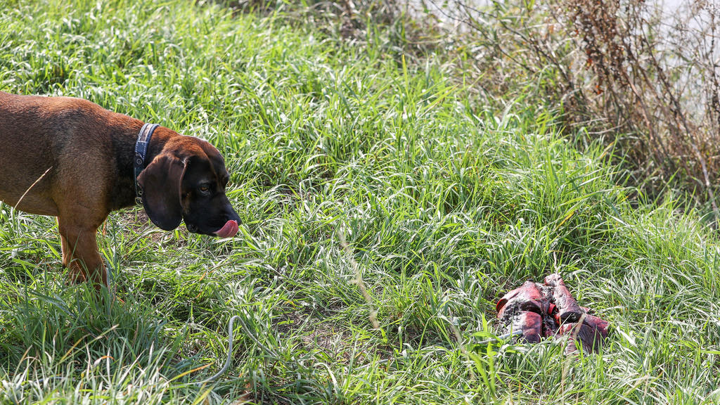 16.09.2020, Thüringen, Schönewerda: Jagdhund Bruno schnuppert an einem Köder aus Rinderlunge am Ufer der Unstrut. Nach erfolgloser Suche und dem vergeblichen Auslegen von Futterködern wird die Suche nach einem Krokodil in dem Fluss eingestellt. Vor g