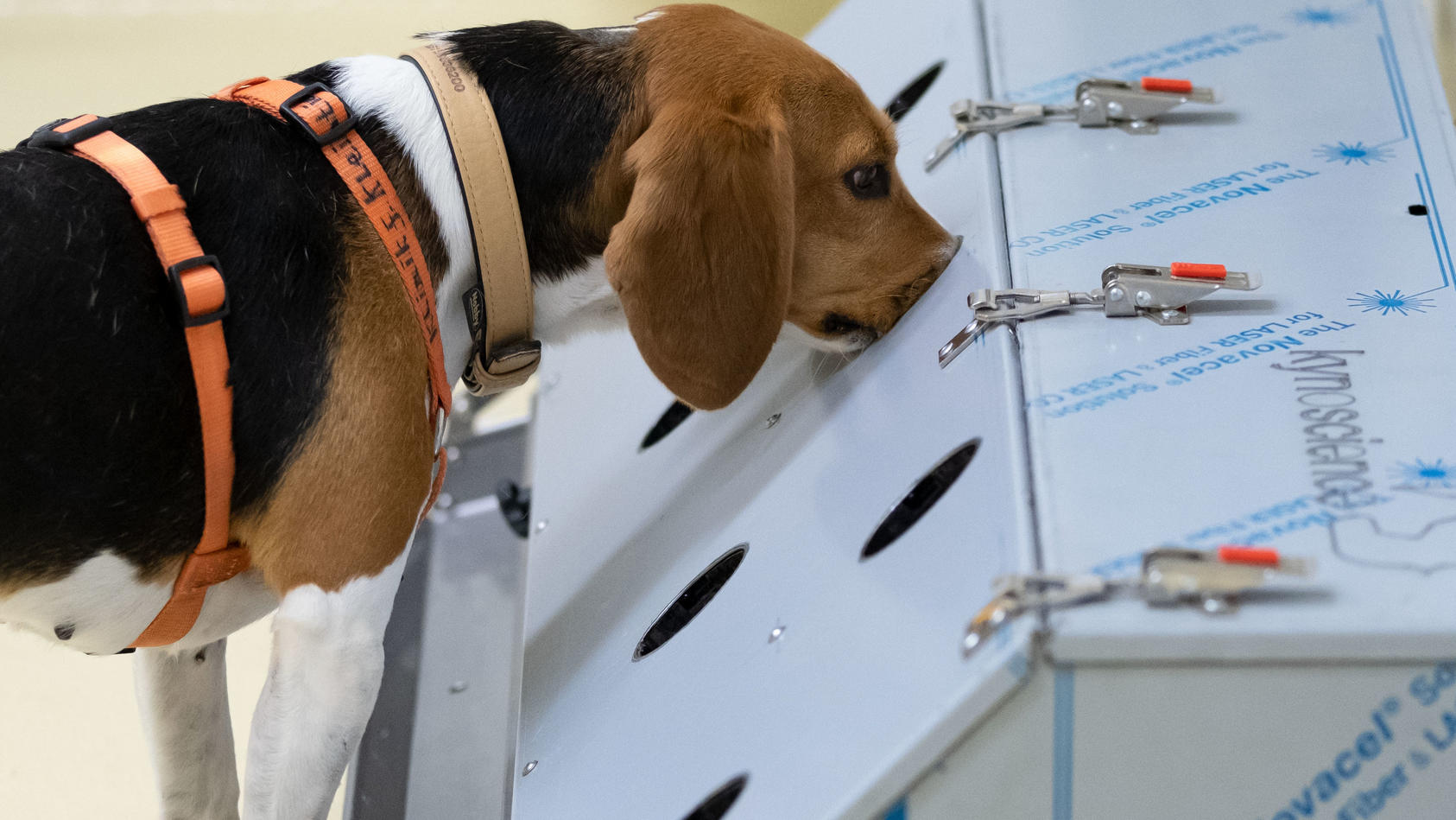 Die Beagle Hündin Djaka findet mit ihrem Geruchssinn coronapositive Proben in der Tierärztliche Hochschule Hannover. In der Tierärztliche Hochschule läuft derzeit ein Projekt zu Corona-Spürhunden. Die Forscher unt
