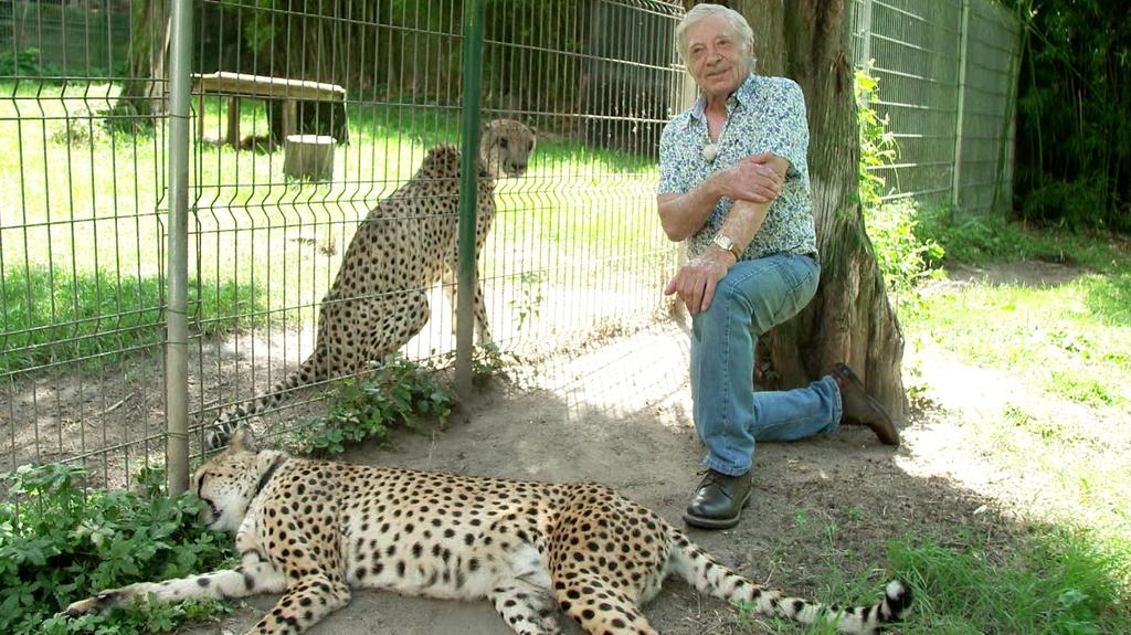 Hans-Peter Gaupp lebt seit über 50 Jahren mit Geparden zusammen.