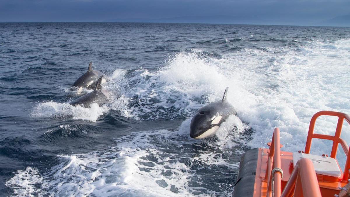 HANDOUT - 02.10.2020, Spanien, --: Das undatierte Foto, das vom spanischen Ministerium für Verkehr, Mobilität und städtische Agenda zur Verfügung gestellt wurde, zeigt drei Schwertwale, die neben einem Seenotrettungsboot schwimmen. (zu dpa «Forscher 