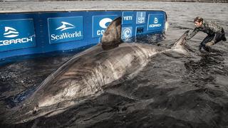 Riesen-Hai in Kanada auf Forschungsschiff