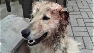 Hund "Belcho" wurde verstümmelt und schwer traumatisiert