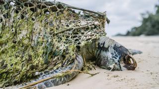 Diese Schildkröte ist qualvoll in einem Fischernetz verendet.