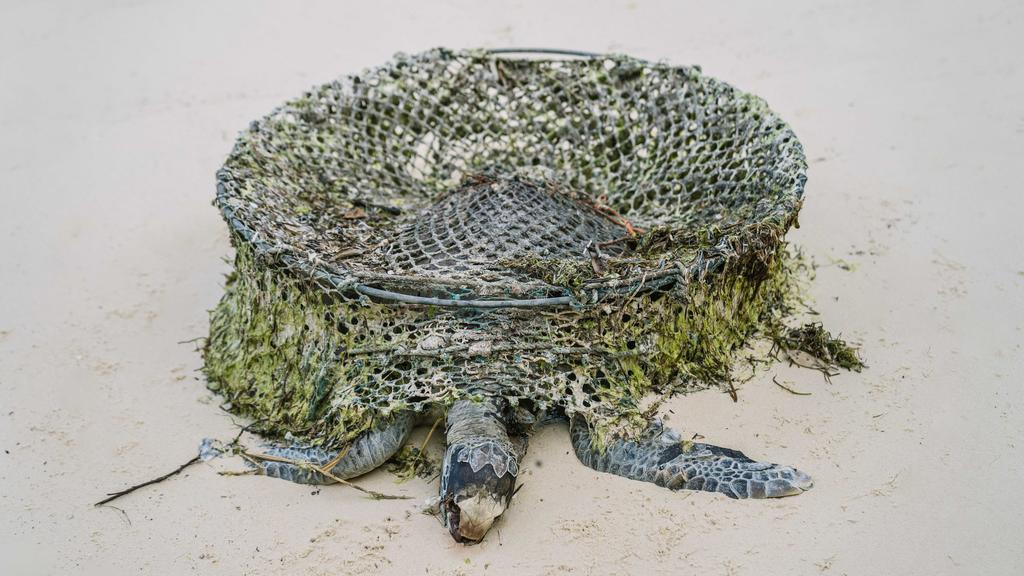 In ihrem Gefängnis kämpfte sich die Schildkröte bis zur Erschöpfung.