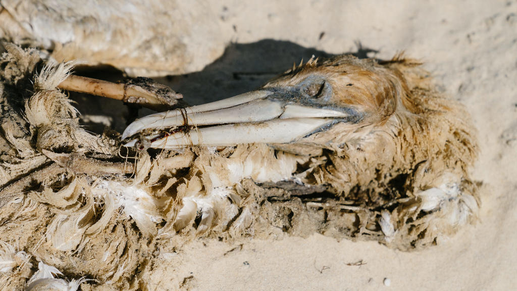 Auch diesen toten Kormoran fanden die Tierschützer an dem Strand.