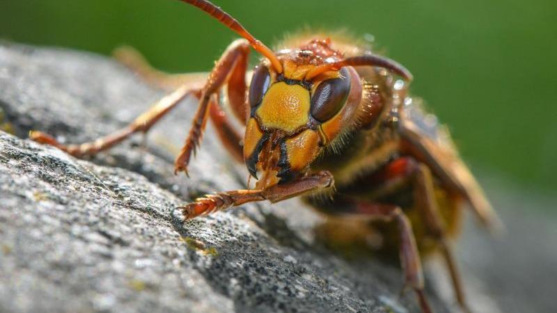 Eine Hornisse sitzt auf einem Stein in einem Garten. Foto: Patrick Pleul/dpa-Zentralbild/dpa/Symbol