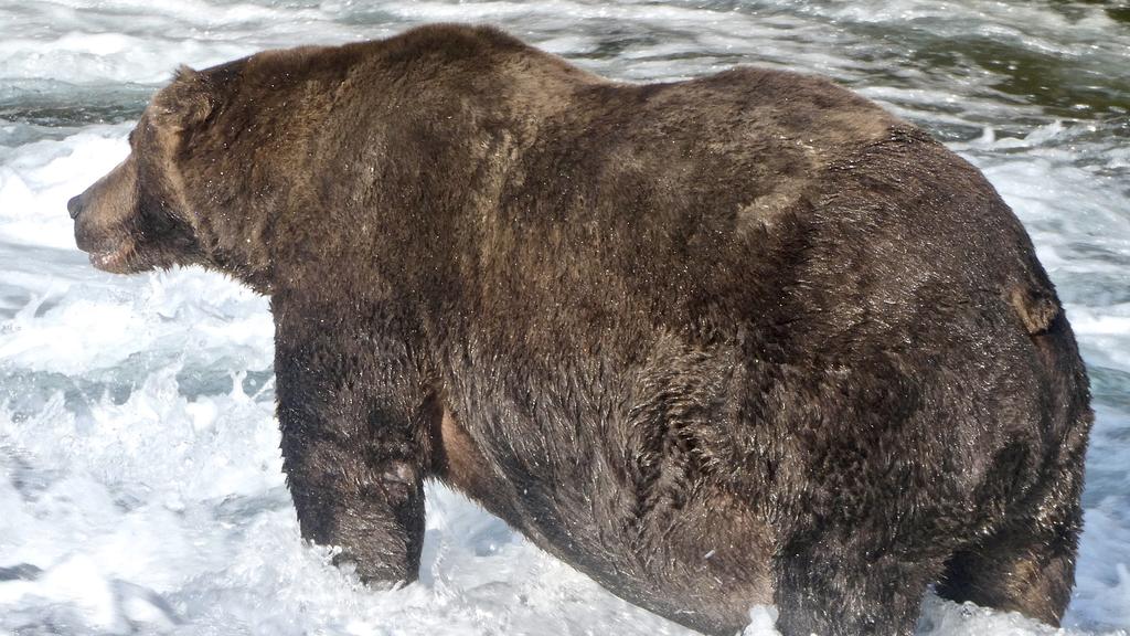 20.09.2020, USA, Anchorage: Der Braunbär «747», auch als Jumbo Jet bekannt, im Katmai-Nationalpark in Alaska. Der Gewinner des «Fat Bear»-Wettbewerbs in Alaska steht fest: Ein massiger Braunbär mit der Nummer 747 und dem Spitznamen «Jumbo Jet» setzte