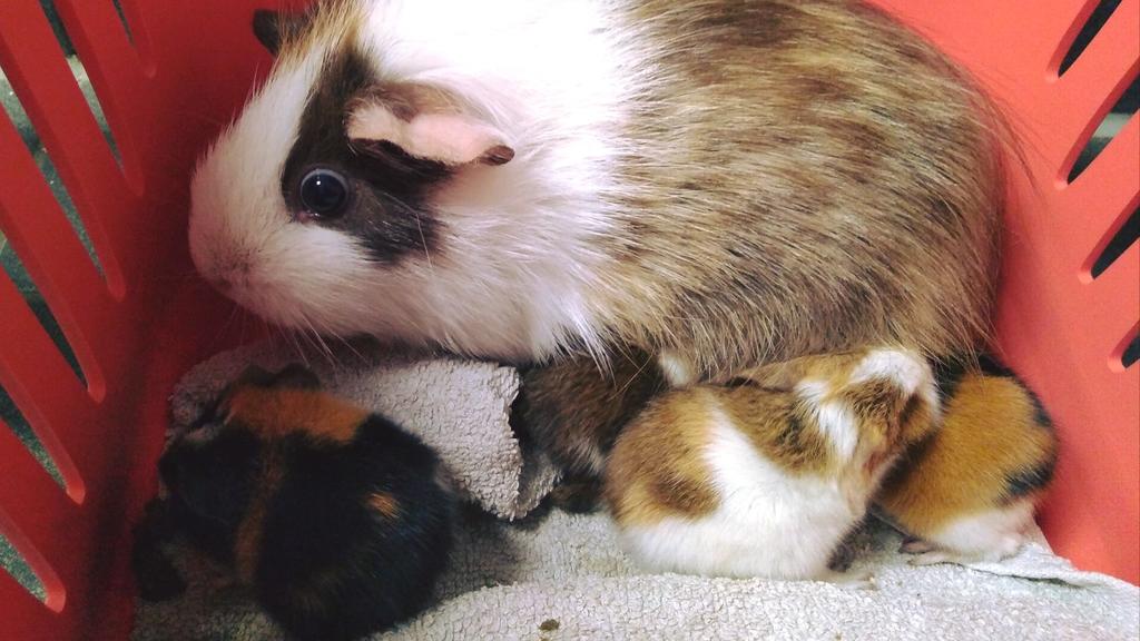 Meerschweinchenbabys Tierschutz Halle e.V.