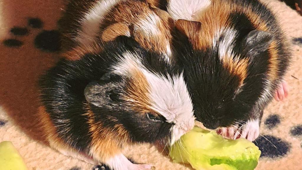 Meerschweinchen Tierschutz Halle e.V.