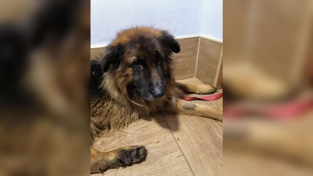 Der Deutschen Schäferhund hat mittlerweile ein neues Zuhause gefunden.