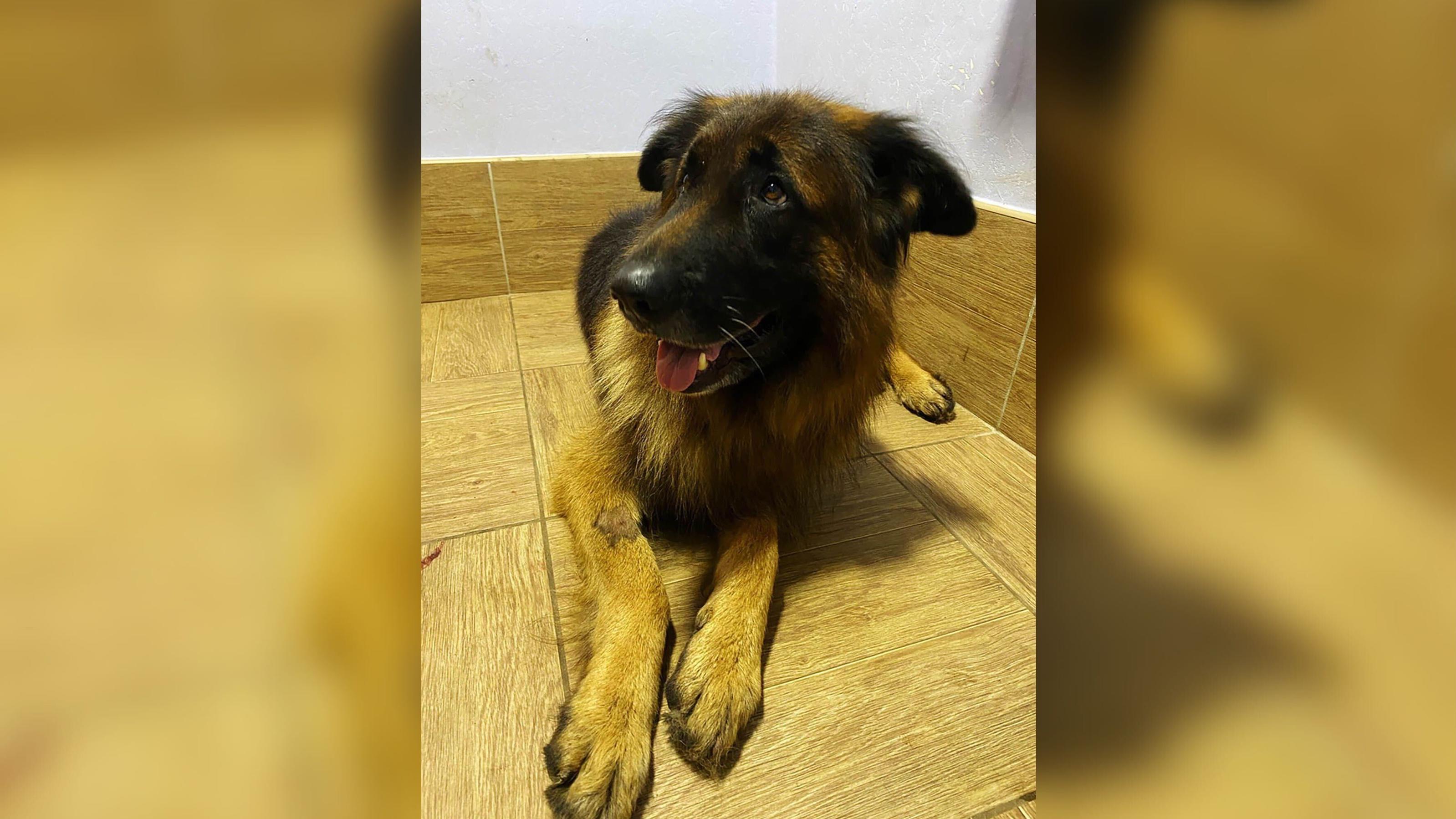 Dem siebenjährigen Deutsche Schäferhund namens Kiryusha geht es gesundheitlich wieder gut.