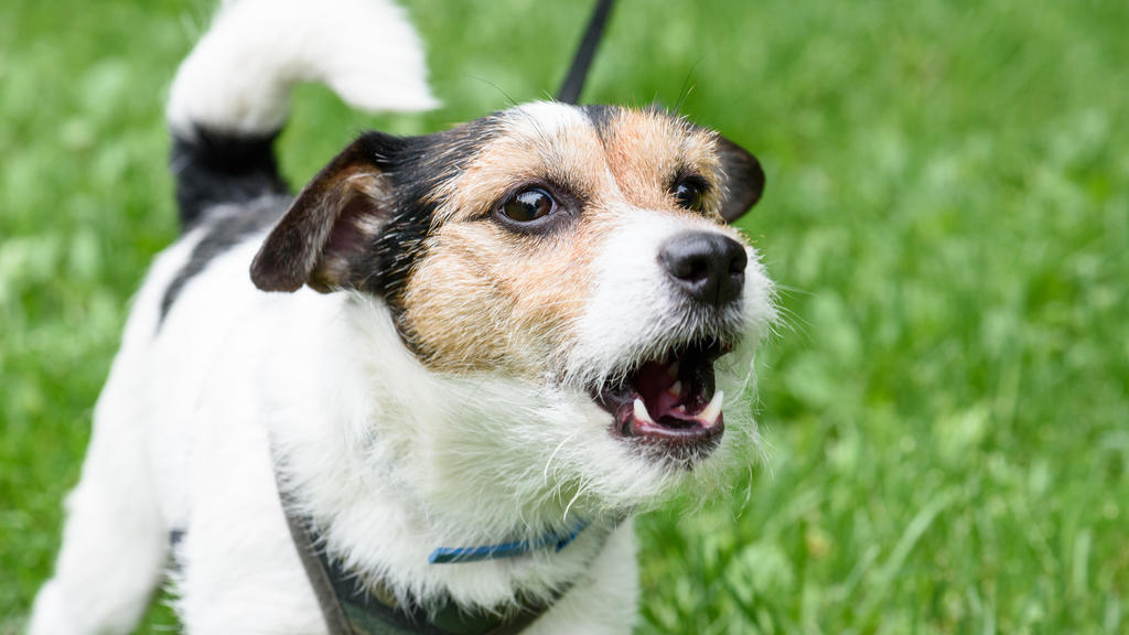 Hund bellt beim Gassigehen
