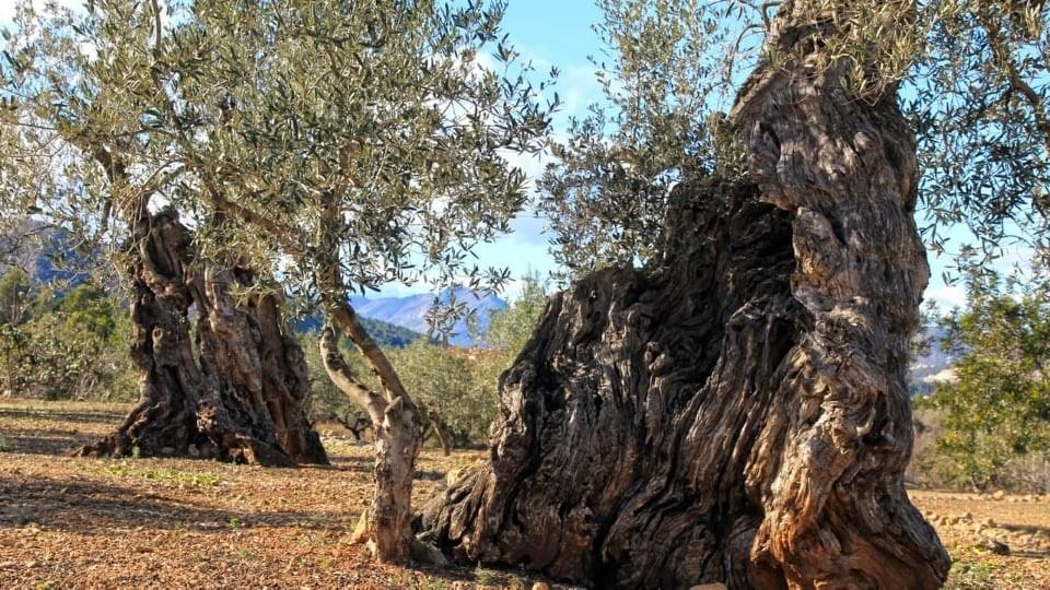 Alter Olivenhain. Baumpatenschaft auf Kreta.
