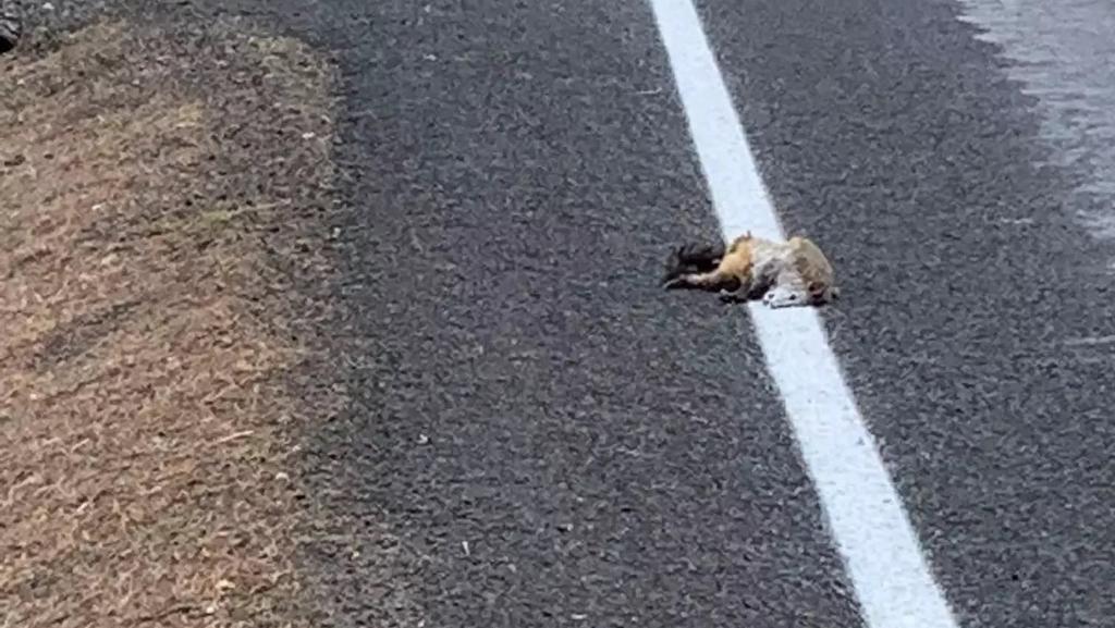 Totes Opossum in Neuseeland