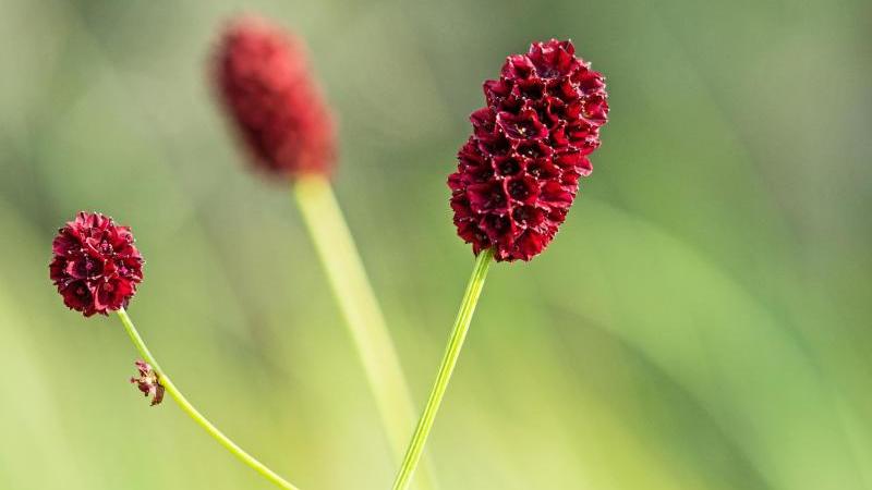 Großer Wiesenknopf ist Blume des Jahres 2021
