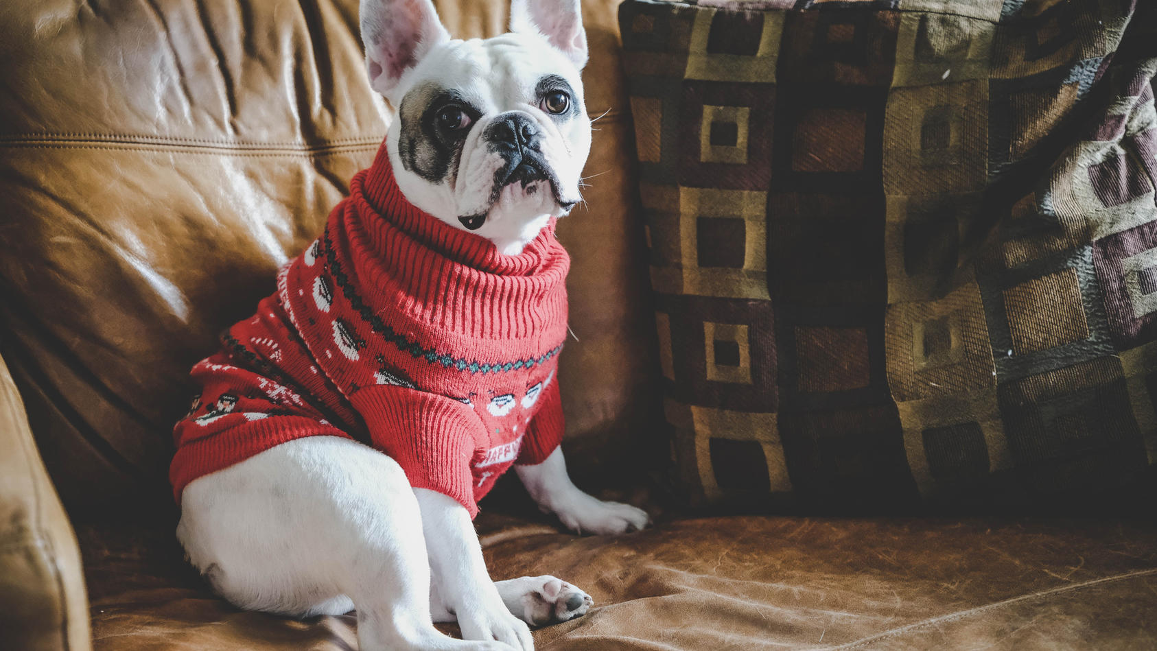 Haustierbedarf Hunde Kleidung & Accessories Pullover H&M Pullover Hundepullover H&M 40cm 