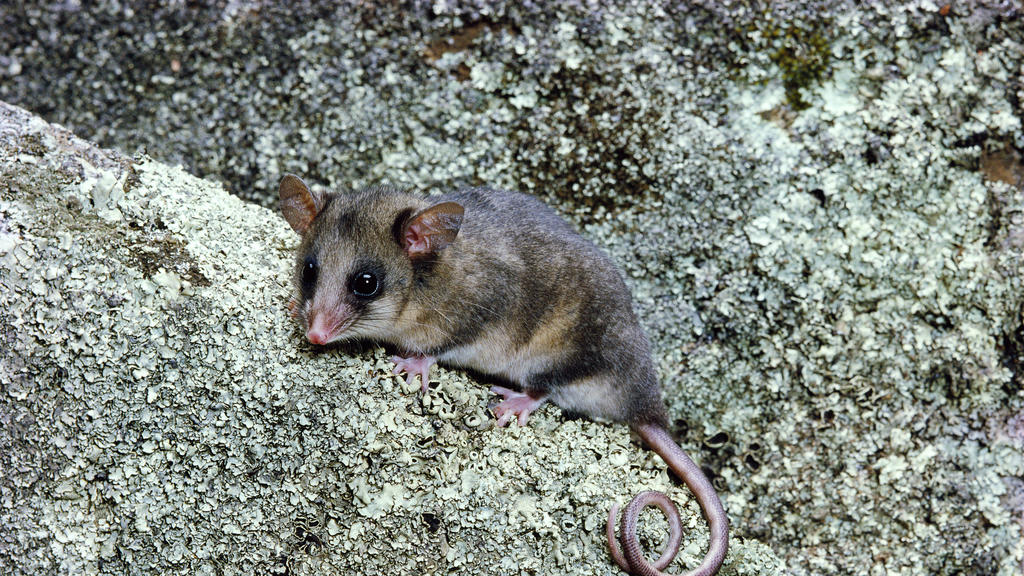 Hier zum Vergleich: So klein ( und niedlich) ist ein Bergbilchbeutler. Diese Größe hatte Bindis Baby Anfang Oktober 2020.