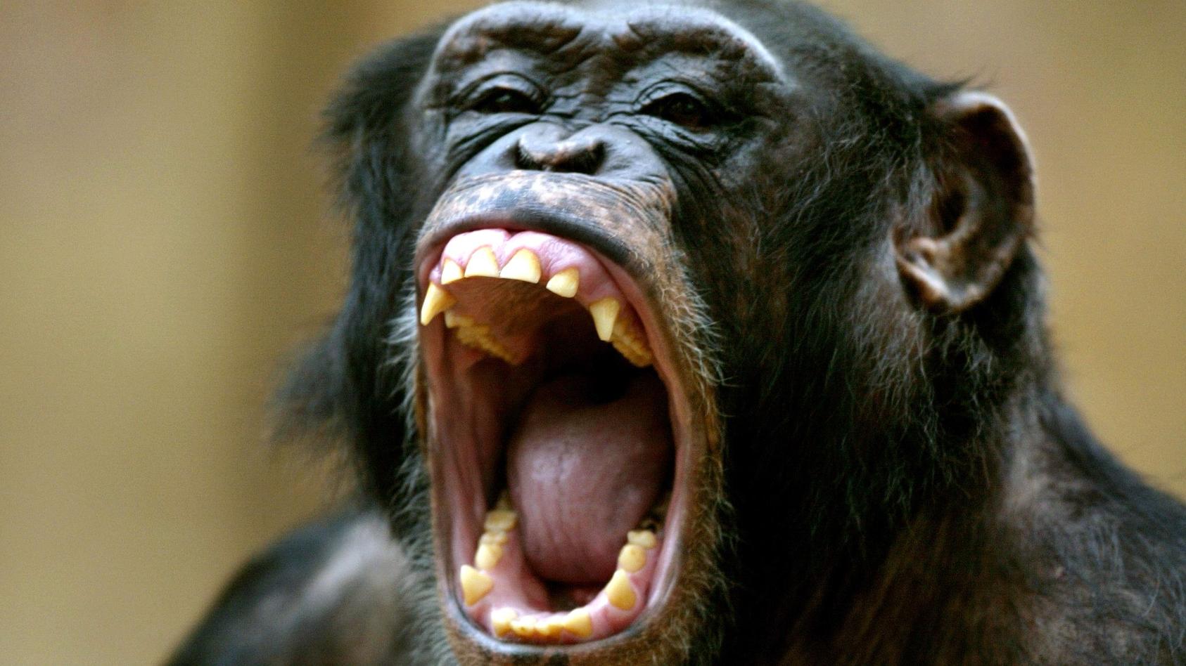 Seine Zähne fletscht am 15.12.2003 im Krefelder Zoo ein Schimpanse.