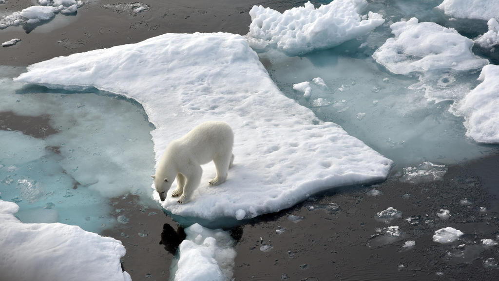 Ein Eisbär steht auf einer Eisscholle im Nordpolarmeer. Der Klimawandel macht den Lebensraum der Eisbären immer kleiner.