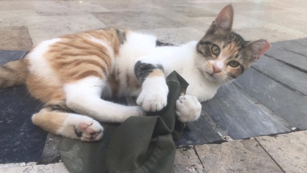 Scheinbar haben Katzen alle Zeit der Welt. Griechische Katzen haben auch anscheinend alle Zeit der Welt.
