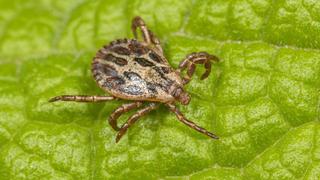 Marschzecke, Marsch-Zecke, Auwaldzecke, Auwald-Zecke (Dermacentor reticulatus), Maennchen sitzt auf einem Blatt, Deutschland | marsh tick (Dermacentor reticulatus), male sitting on a leaf, Germany | Verwendung weltweit