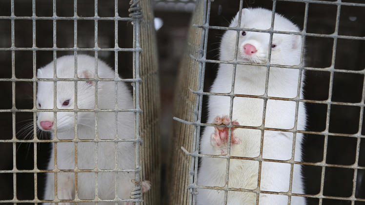 Vogelgrippe Nerze Auf Spanischer Farm Geschlachtet Experten