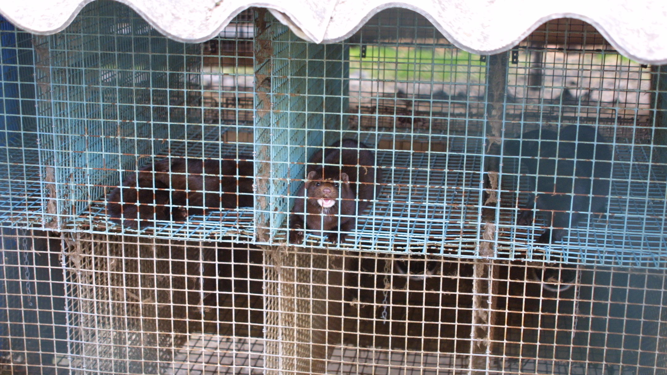 Für die Pelzgewinnung werden Nerze in kleinen Gitterkäfigen gehalten. Nerzfarm Rahden 2012