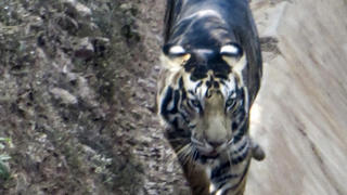 SOUMEN BAJPAYEE/CATERS NEWS - (PICTURED THE RARE BLACK TIGER ) - A lucky amateur photographer has captured an extremely rare 'black' tiger - only a handful of which are thought to exist. Soumen Bajpayee took the pictures of the melanistic tiger, also