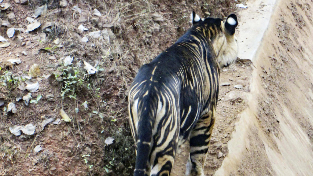 SOUMEN BAJPAYEE/CATERS NEWS - (PICTURED THE RARE BLACK TIGER ) - A lucky amateur photographer has captured an extremely rare 'black' tiger - only a handful of which are thought to exist. Soumen Bajpayee took the pictures of the melanistic tiger, also