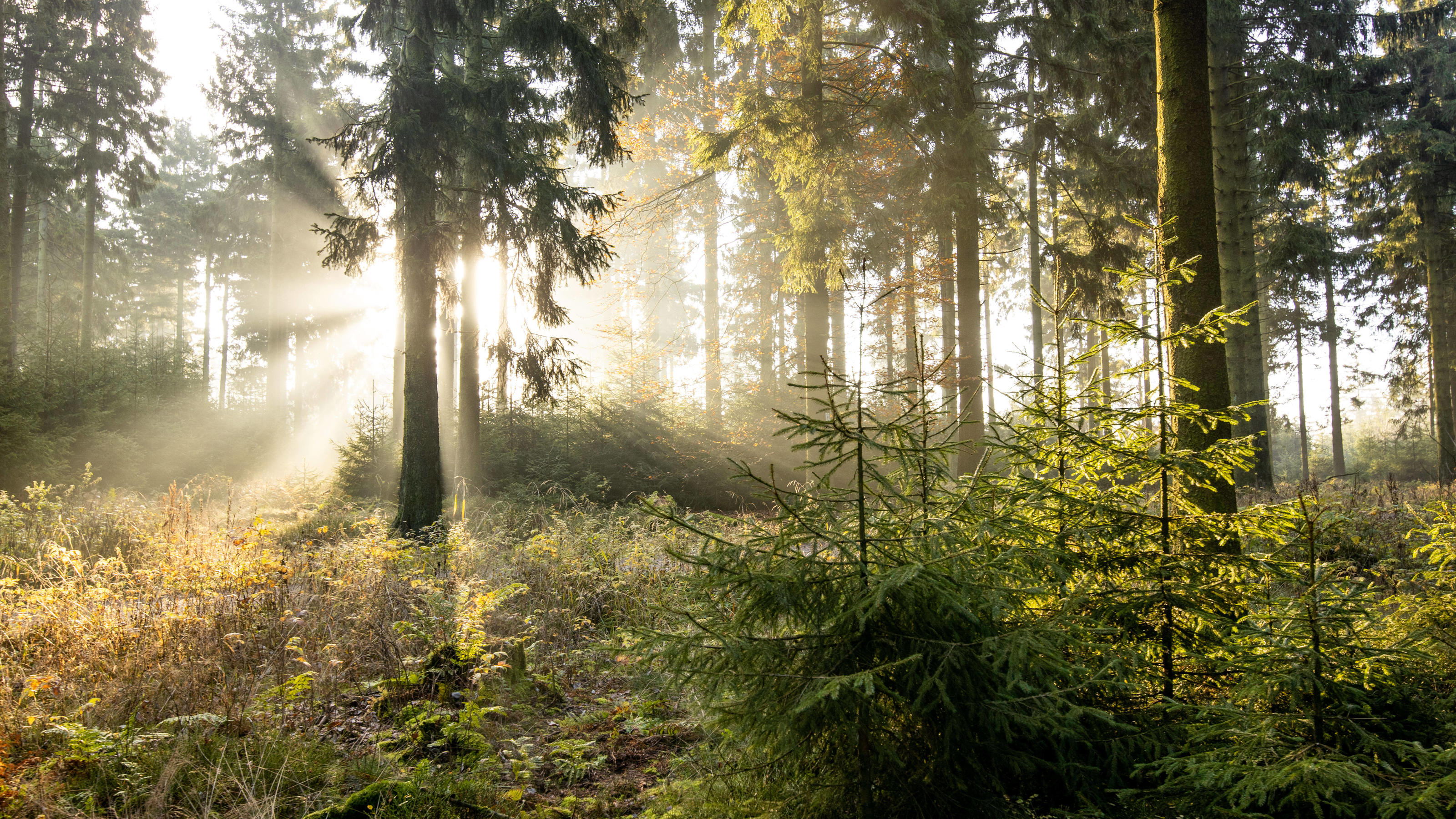 Wald beruhigt und macht uns gesund: Die aufgehende Sonne scheint am Morgen durch Nebel im Wald im Taunus.