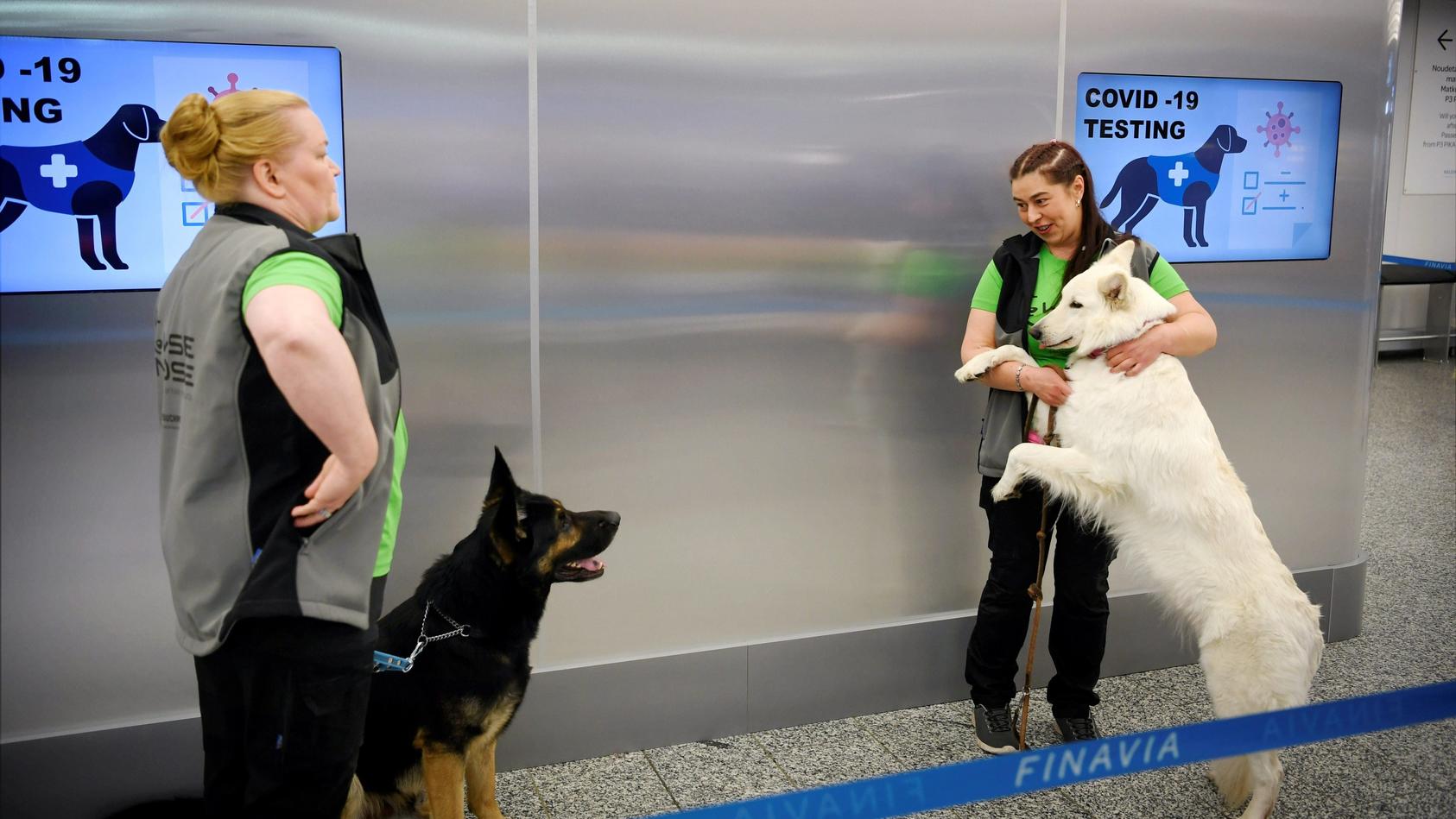 22.09.2020, Finnland, Vantaa: Die Spürhunde Valo (l) und E.T. stehen mit ihren Trainern während einer Pressekonferenz hinter einer Absperrung am Flughafen Helsinki-Vantaa. Vier speziell ausgebildete Hunde demonstrierten bei der Pressekonferenz ihre F