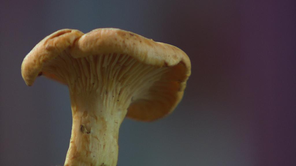 Mit Diesen Pilz Rezepten Holt Ihr Euch Den Herbst Auf Den Teller