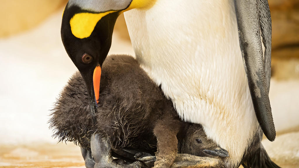 HANDOUT - 27.08.2020, Österreich, Wien: Ein Küken kuschelt mit einem Königspinguin in einem Gehege. Das Tier kam am 16. Juli zur Welt. Zum dritten Mal bekam das Königspinguin-Pärchen im Tiergarten Schönbrunn Nachwuchs. Foto: Daniel Zupanc/TIERGARTEN