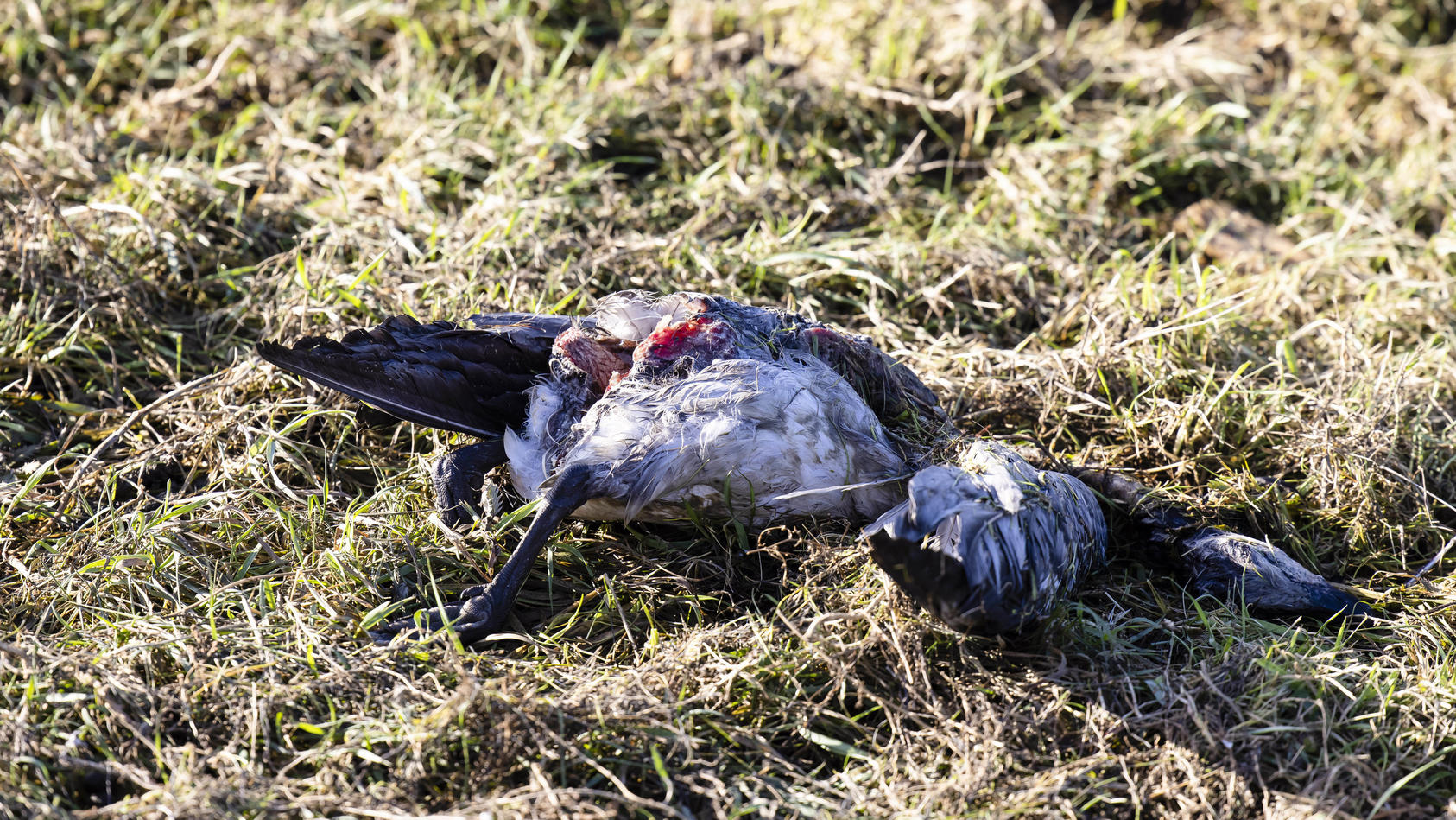 04.11.2020, Schleswig-Holstein, Rickelsbüller Koog: Eine tote Nonnengans liegt hinter einem Deich. In der Gemeinde im Kreis Nord-Friesland waren zuletzt rund 1000 verendete Wildvögel entdeckt worden. Angesichts der Vielzahl der Tiere sei es naheliegend, dass viele dieser Tiere Opfer der Geflügelpest geworden seien, sagte ein Sprecher des Umwelt- und Landwirtschaftsministeriums am Mittwoch in Kiel. Foto: Frank Molter/dpa +++ dpa-Bildfunk +++