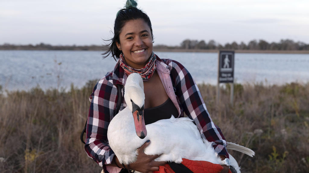 This Nov. 5, 2020 photo provided by Josh Spector shows Ariel Cordova-Rojas with Bae, a female mute swan, as the swan is rescued in the Jamaica Bay Wildlife Refuge, in the Queens borough of New York. Cordova-Rojas was assisted by a couple with a car w