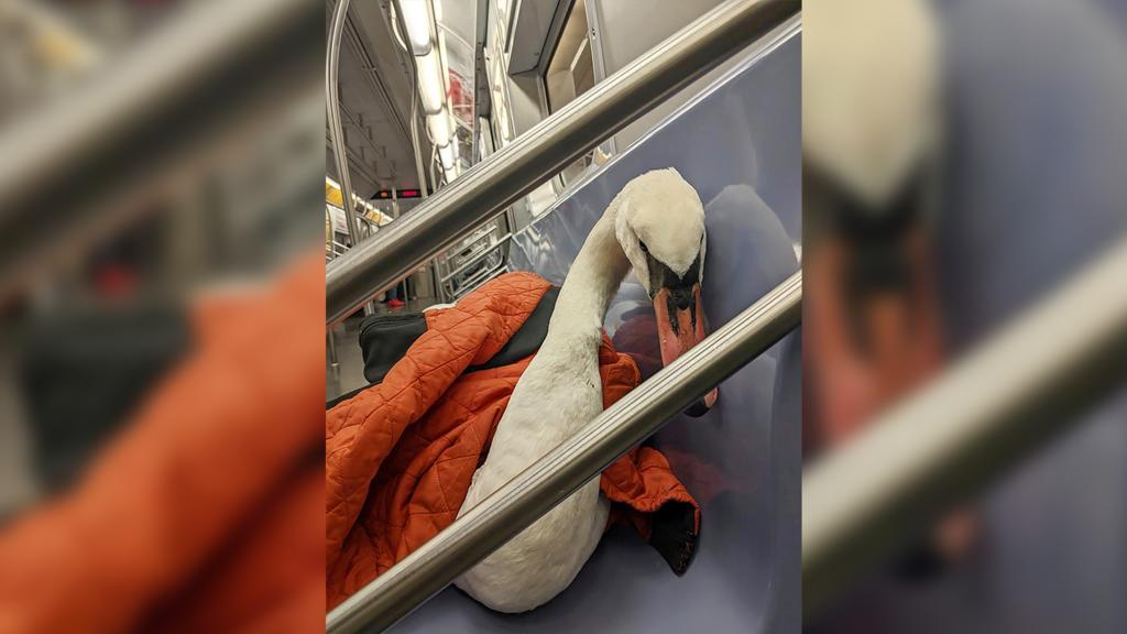 Schwan "Bae" in der U-Bahn.