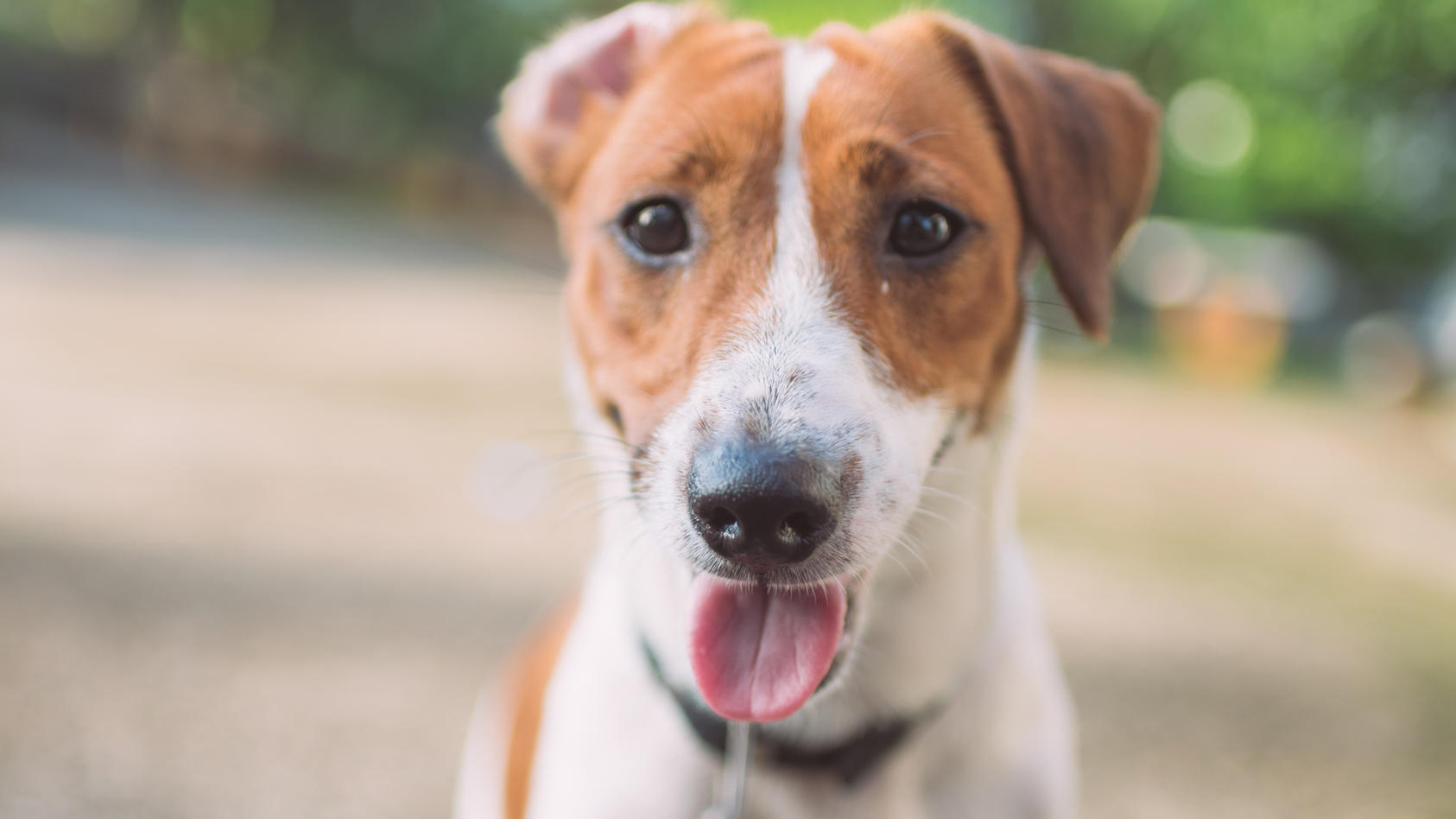 Glat Uredelighed nylon Ihr Hund atmet ständig schnell? Martin Rütter erklärt, wann Sie zum  Tierarzt sollten